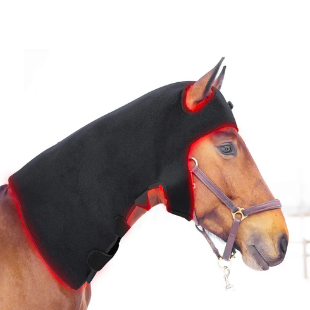 Wearable horse Red Light Therapy Poll Cap