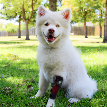 Red Light Therapy Belt for Pets