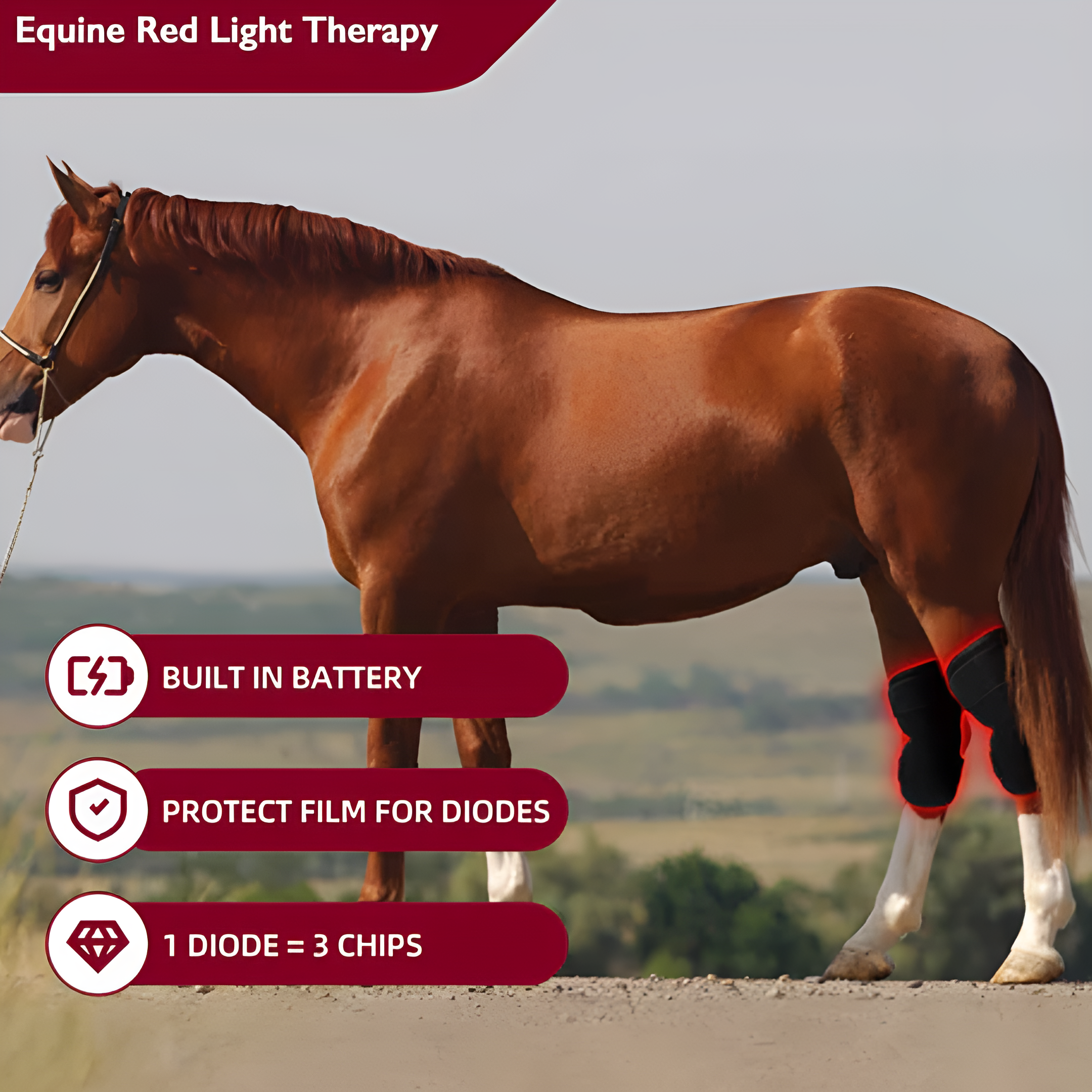 Horse Red Light Therapy Equine Hock Boot