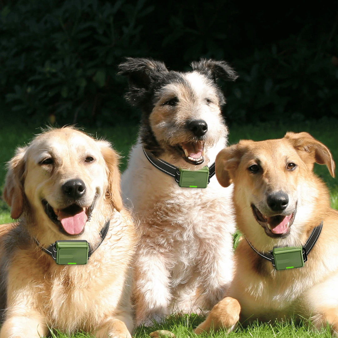 Shock Collar for Dogs | Electric e-Collar with LCD Remote Control Zap for Stubborn & Aggressive Dogs | Large & Small Breeds, Waterproof