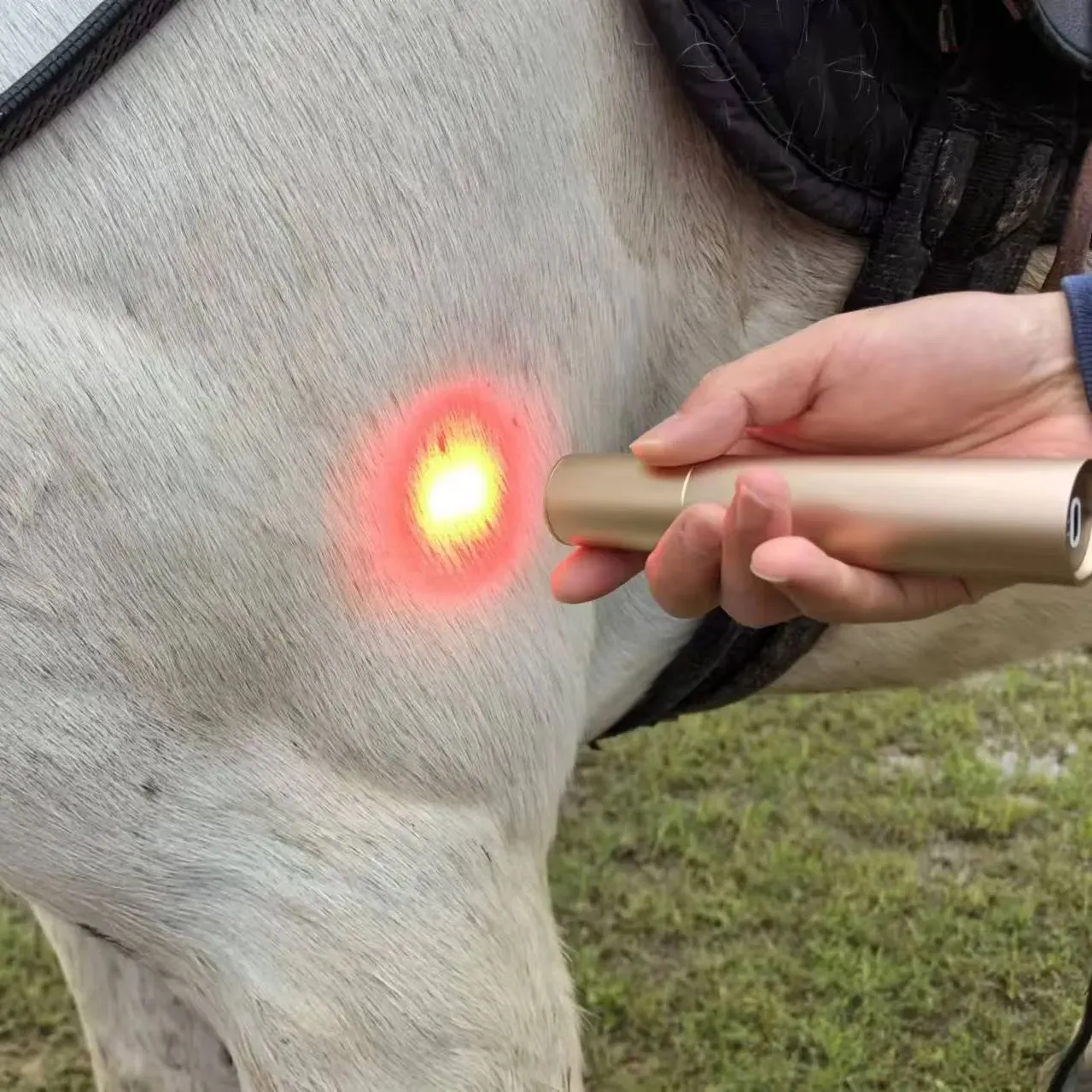 Red Light Therapy Torch for Horses & Pets | Pain Relief, Tendon, Joint, & Muscle Recovery