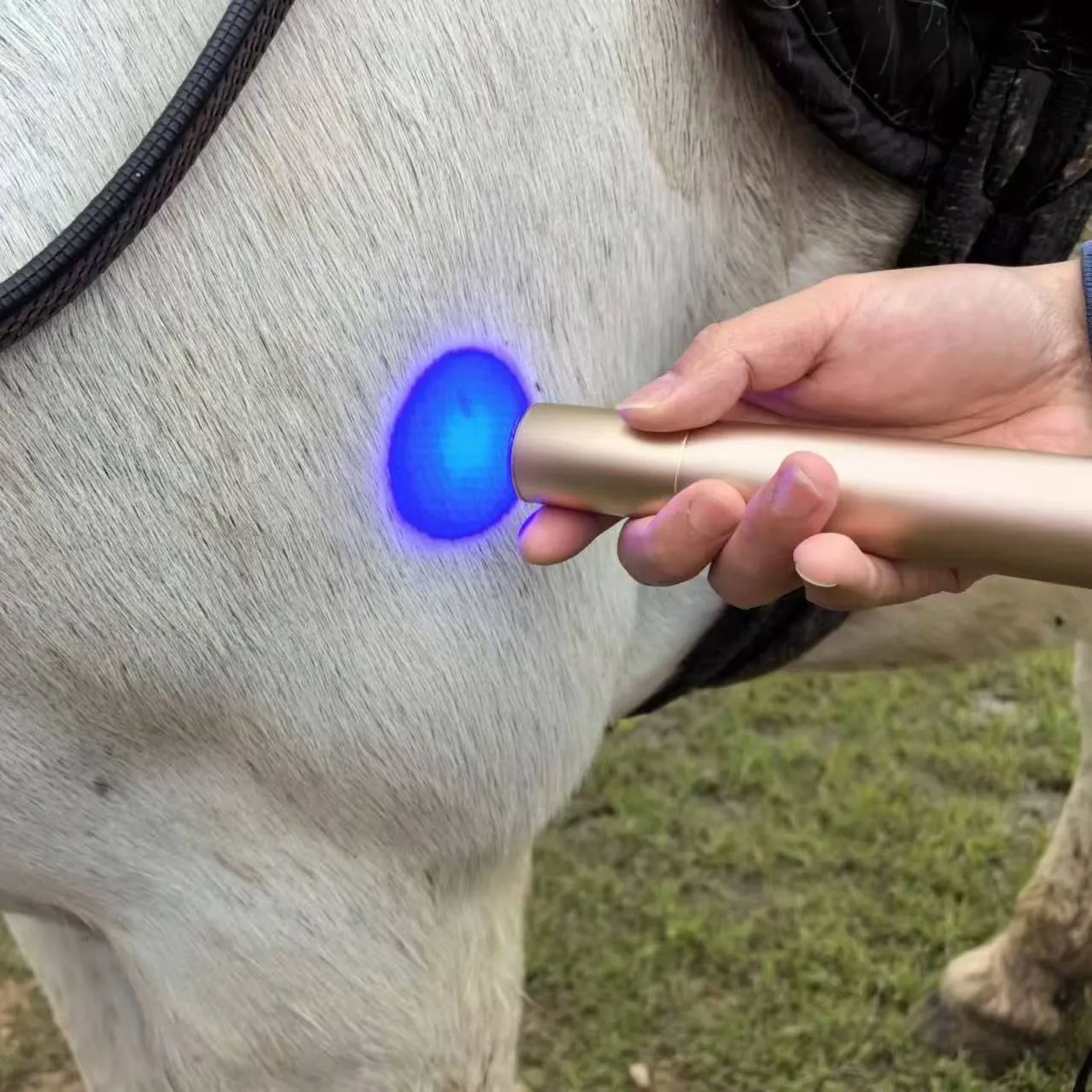 Red Light Therapy Torch for Horses & Pets | Pain Relief, Tendon, Joint, & Muscle Recovery