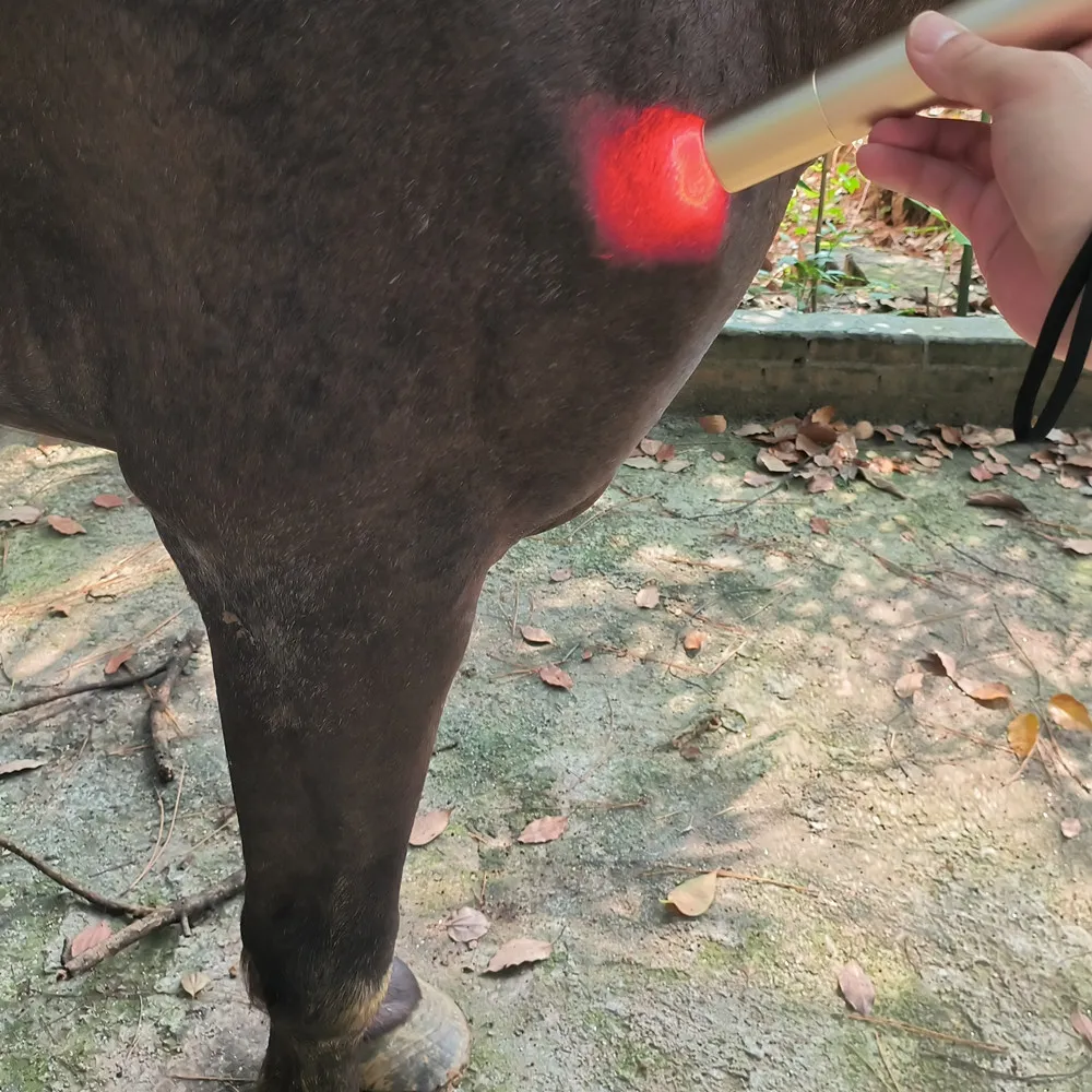 Red Light Therapy Torch for Horses & Pets | Pain Relief, Tendon, Joint, & Muscle Recovery