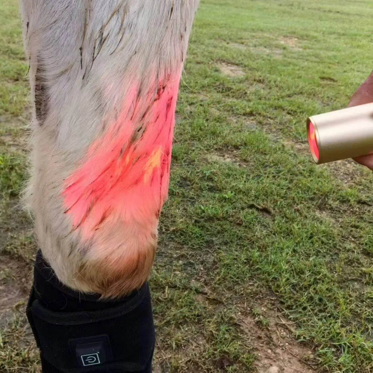 Red Light Therapy Torch for Horses & Pets | Pain Relief, Tendon, Joint, & Muscle Recovery