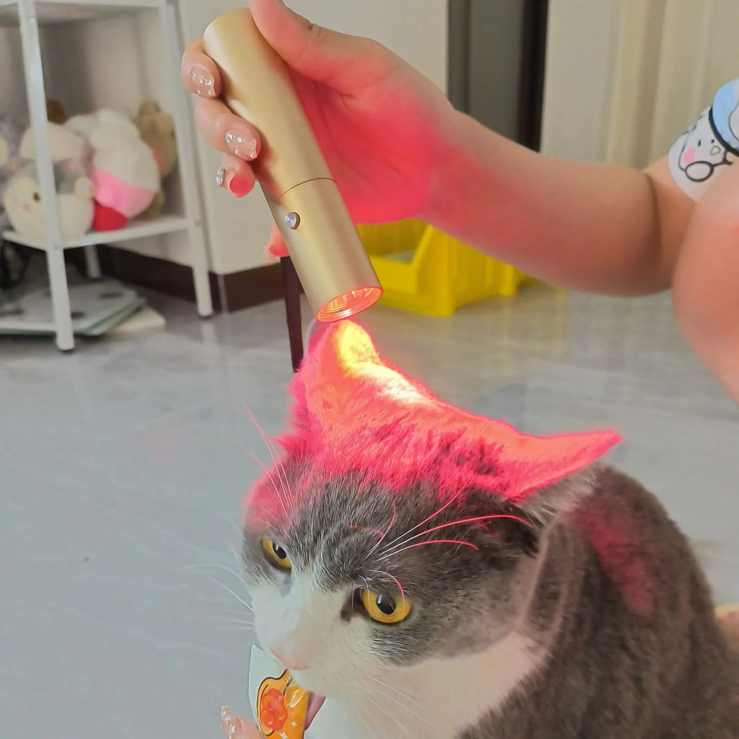 Red Light Therapy Torch for Horses & Pets | Pain Relief, Tendon, Joint, & Muscle Recovery