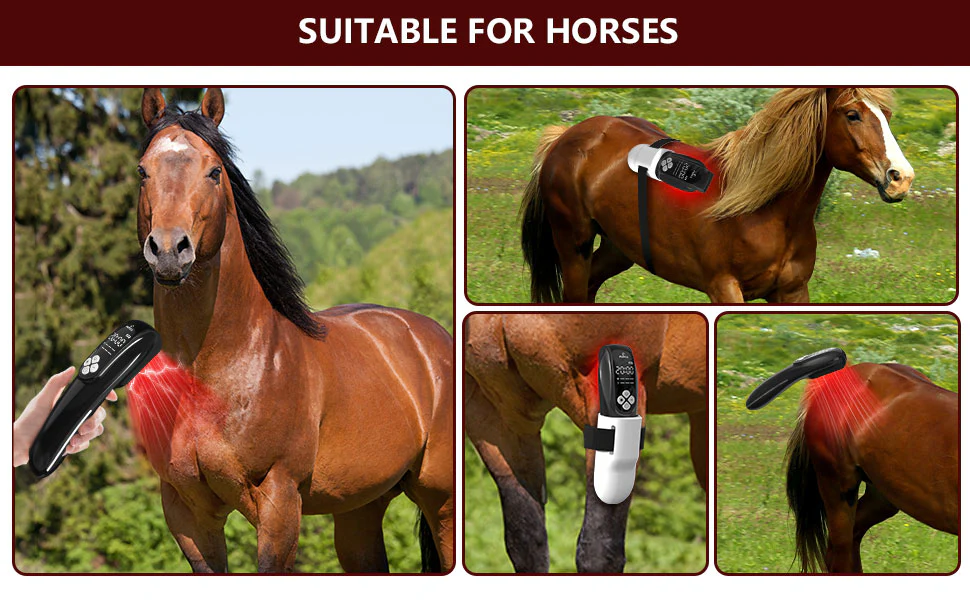 Extra Strength  Equine Cold Laser Therapy