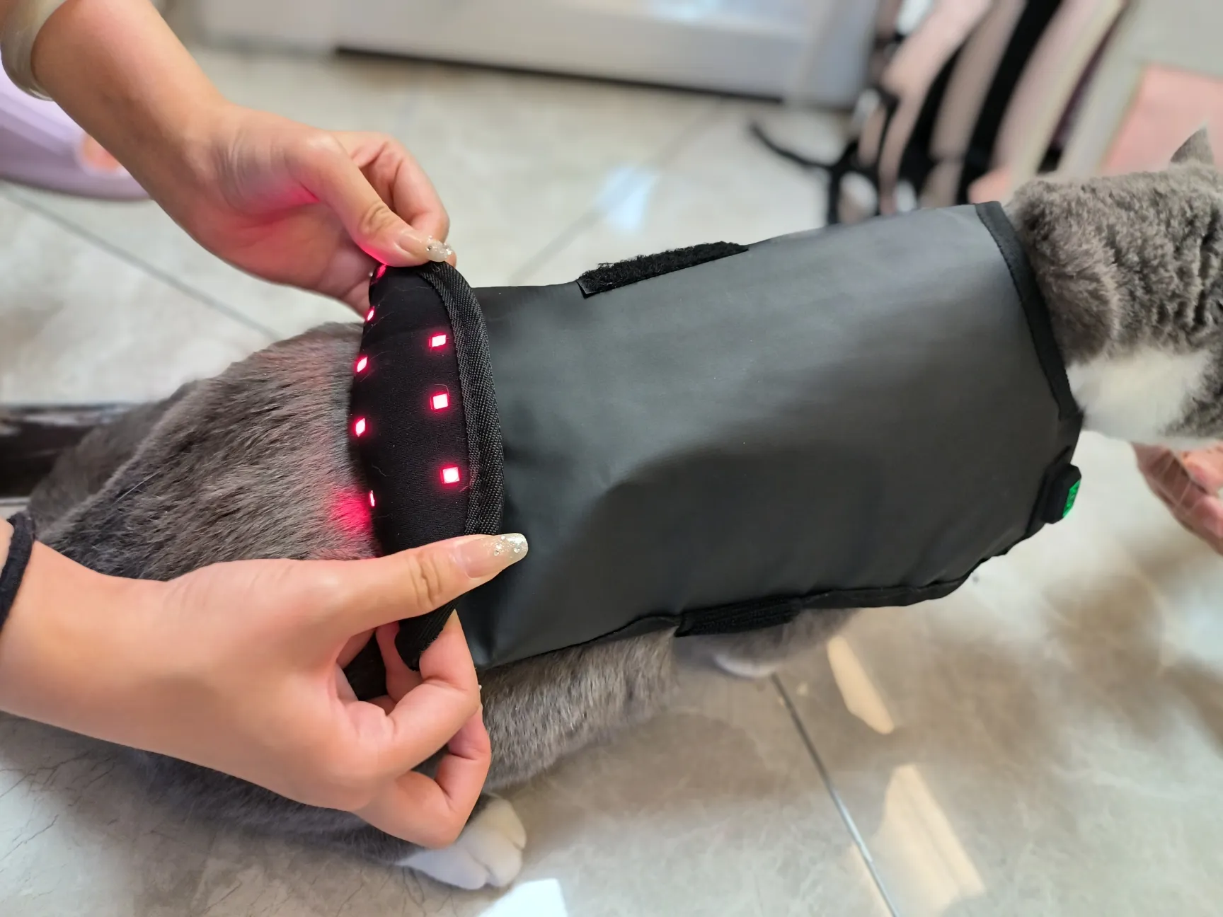 Red Light Therapy Coat for Dogs & Cats